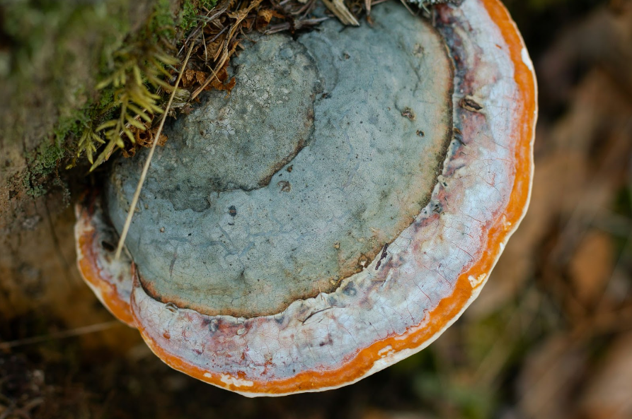 What makes functional mushrooms good for you?